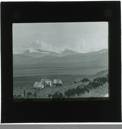 Tents and cattle, with mountains in the background