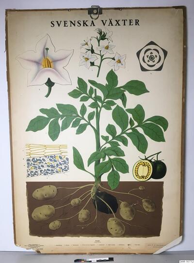 europeana