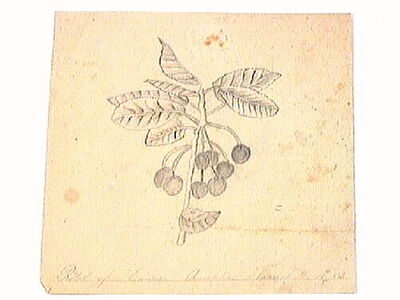 europeana