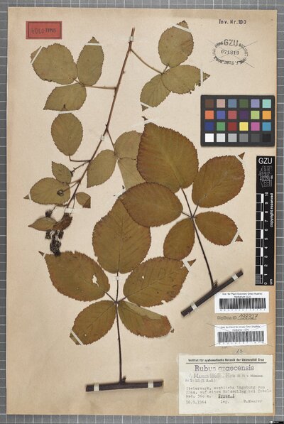Rubus graecensis W. Maurer