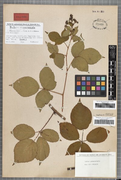 Rubus graecensis W. Maurer