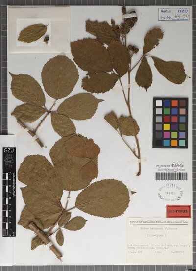 Rubus brunneri W. Maurer