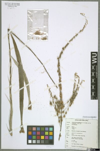 Fosterella penduliflora (C. H. Wright) L. B. Sm.