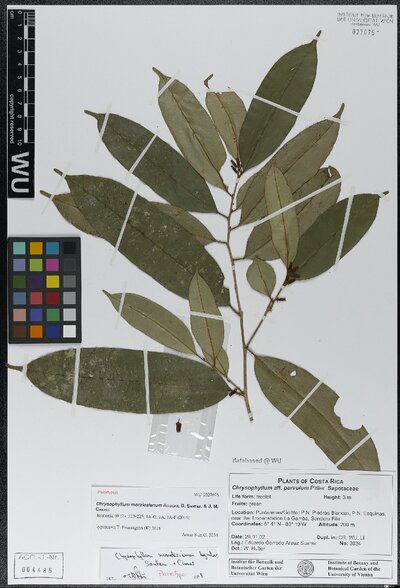 Chrysophyllum moralesianum Aguilar, D. Santam. & J. M. Chaves