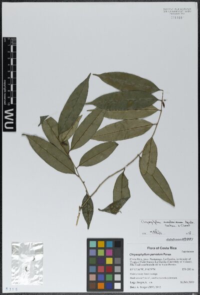 Chrysophyllum moralesianum Aguilar, D. Santam. & J. M. Chaves