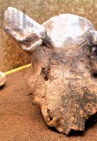 Απολιθωμένο κρανίο ελαφιούFossilized skull of a deer