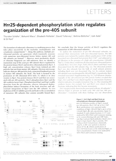 Hrr25-dependent phosphorylation state regulates organization of the pre-40S subunit