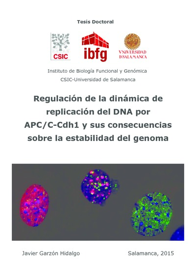 Regulación de la dinámica de replicación del DNA por APC/C-Cdh1 y sus consecuencias sobre la estabilidad del genoma