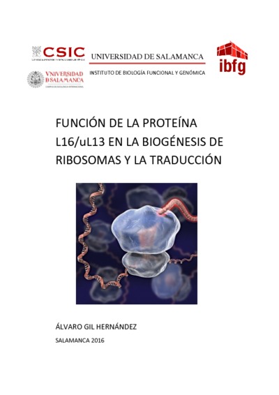 Función de la proteína L16/uL13 en la biogénesis de ribosomas y en traducción
