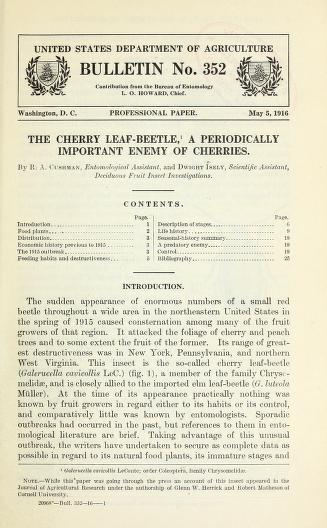 The cherry leaf-beetle : a periodically important enemy of cherries