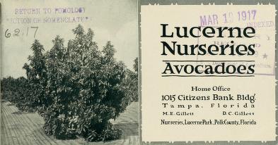 Lucerne Nurseries avocadoes