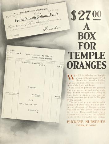 An unprecedented demand for trees of the Temple orange$27.00 a box for Temple oranges