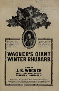 Winter's giant winter rhubarb