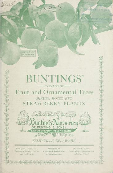 Buntings' catalog of fruit and ornamental trees, shrubs, roses, etc. : strawberry plants 1921