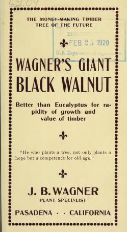 Wagner's giant black walnut : better than eucalyptus for rapidity of growth and value of timber