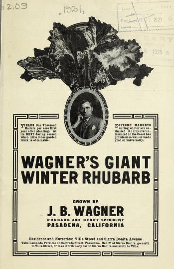 Wagner's giant winter rhubarb