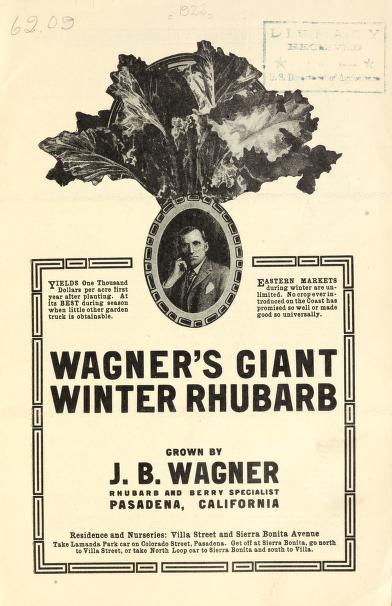 Wagner's giant winter rhubarb