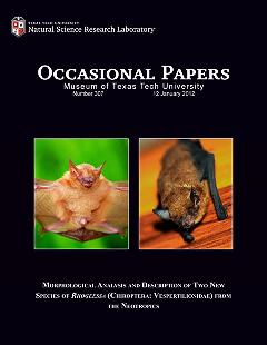 Morphological analysis and description of two new species of Rhogeessa (Chiroptera: Vespertilionidae) from the neotropics