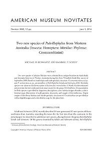 Two new species of Pulvillophylus from Western Australia (Insecta, Hemiptera, Miridae, Phylinae, Cremnorrhinini)