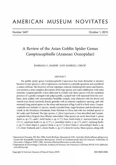 A review of the Asian goblin spider genus Camptoscaphiella (Araneae, Oonopidae)Goblin spider Camptoscaphiella