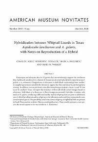 Hybridization between whiptail lizards in Texas : Aspidoscelis laredoensis and A. gularis, with notes on reproduction of a hybridAspidoscelis laredoensis and A. gularis hybridization