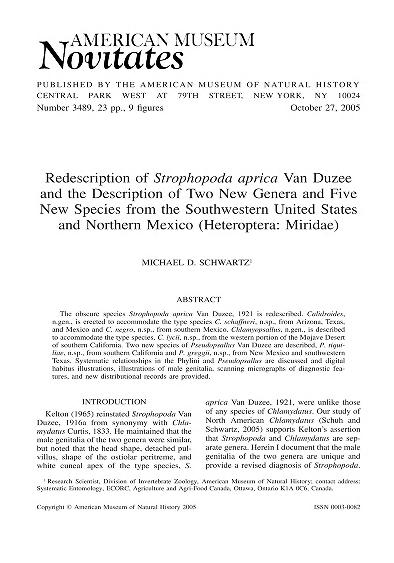 Redescription of Strophopoda aprica Van Duzee and the description of two new genera and five new species from the southwestern United States and northern Mexico (Heteroptera, Miridae)New Miridae from the desert Southwest