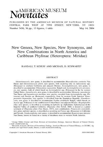 New genera, new species, new synonyms, and new combinations in North America and Caribbean Phylinae (Heteroptera, Miridae)New Phylinae