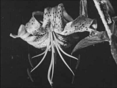 (JAPANESE LILIES)