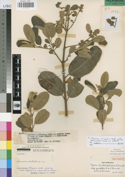 Ozoroa insignis subsp. reticulata