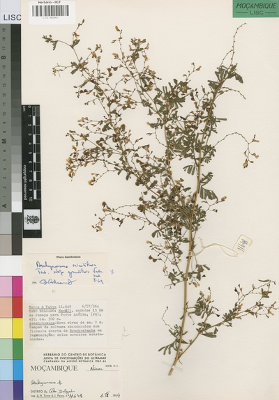 Aeschynomene minutiflora subsp. grandiflora