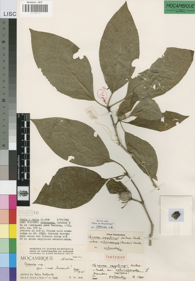 Grevea eggelingii subsp. echinocarpa