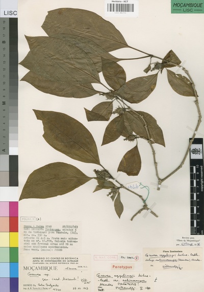 Grevea eggelingii subsp. echinocarpa
