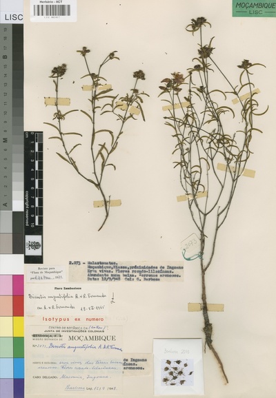 Antherotoma angustifolia