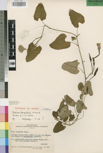 Turbina longiflora