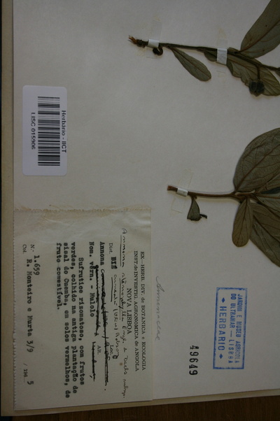 Annona stenophylla subsp. cuneata