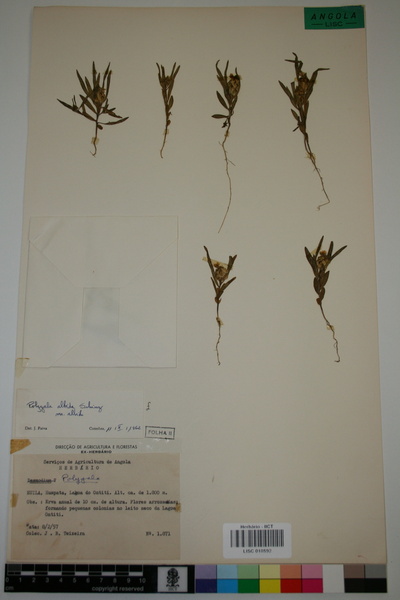 Polygala albida subsp. albide