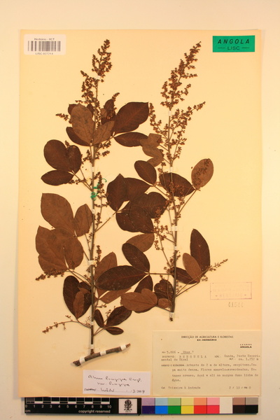 Searsia longipes var. longipes
