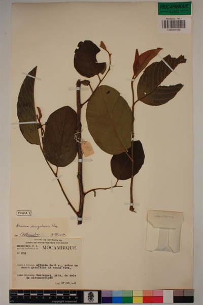 Annona senegalensis