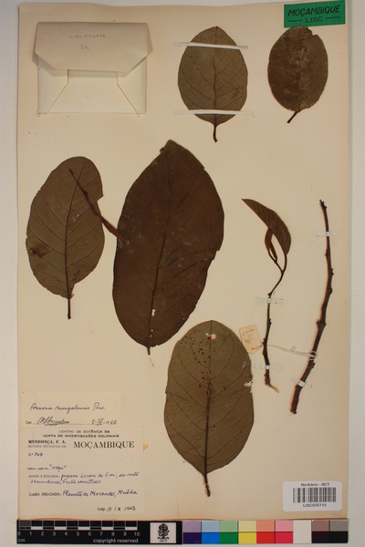 Annona senegalensis