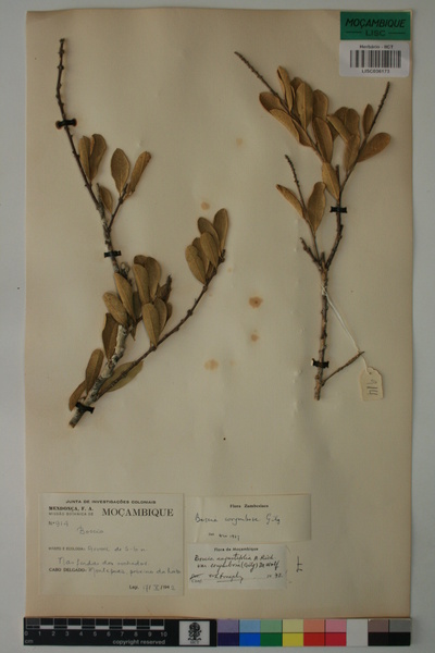 Boscia angustifolia var. corymbosa