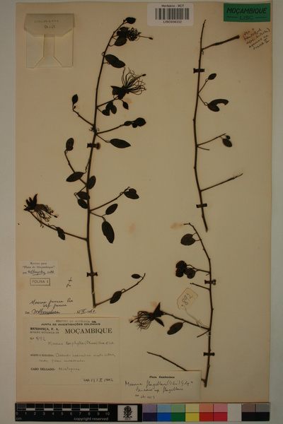 Maerua juncea subsp. juncea