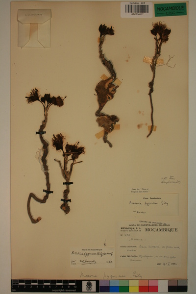Ritchiea pygmaea