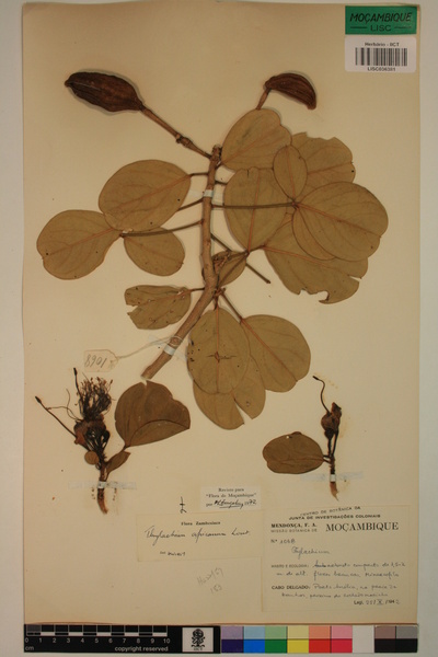 Thylachium africanum