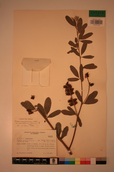 Eriosema psoraloides var. grandiflorum