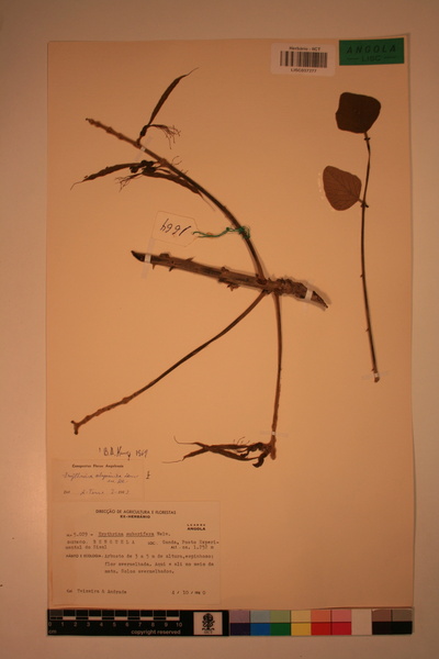 Erythrina abyssinica
