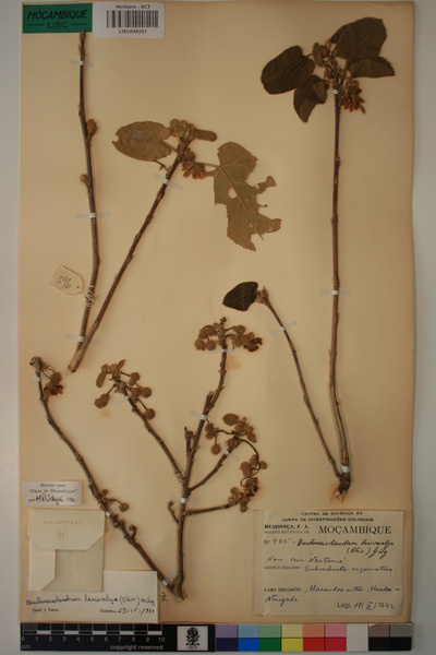 Buchnerodendron lasiocalyx