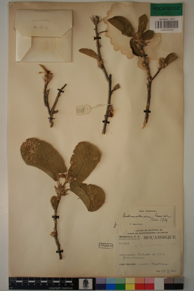 Buchnerodendron lasiocalyx