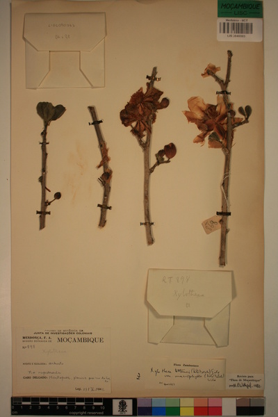 Oncoba tettensis var. macrophylla
