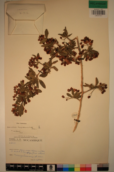 Securidaca longipedunculata