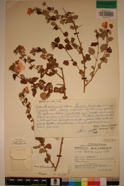 Pavonia leptocalyx